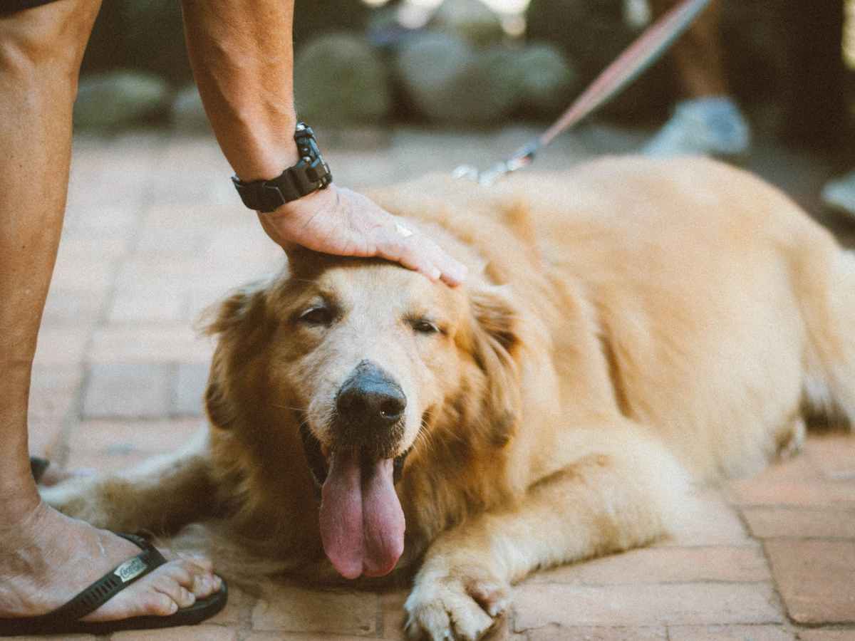 Pet therapists: How our pets improve our mental health